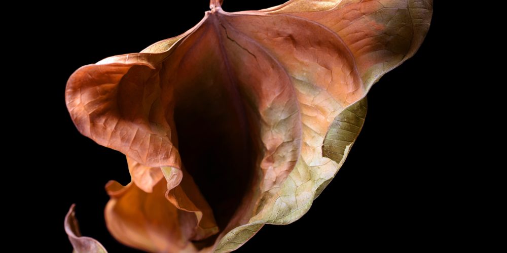 Vulva,Shape,Autumn,Leaf.,Studio,Photography.,Isolated,On,Black.,Space