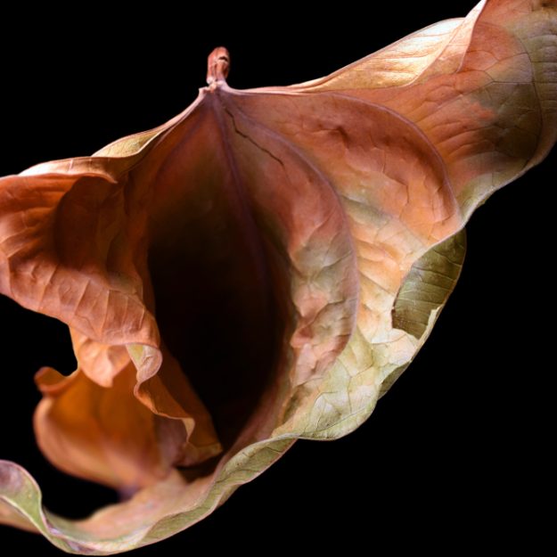 Vulva,Shape,Autumn,Leaf.,Studio,Photography.,Isolated,On,Black.,Space