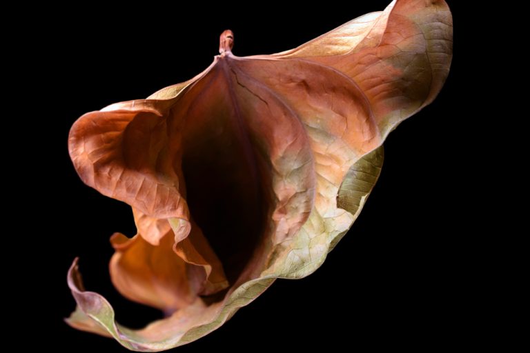 Vulva,Shape,Autumn,Leaf.,Studio,Photography.,Isolated,On,Black.,Space